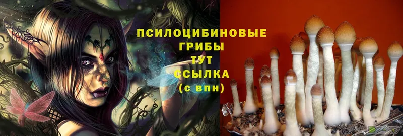 Псилоцибиновые грибы Cubensis  Ак-Довурак 